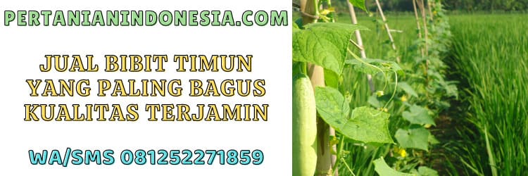 jual,bibit,timun,paling bagus,harga murah